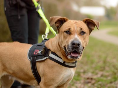 Dior | Retriever (Labrador) Cross | Kenilworth (West Midlands) - 3