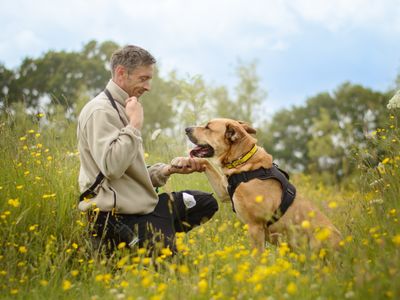 Dior | Retriever (Labrador) Cross | Kenilworth (West Midlands) - 2