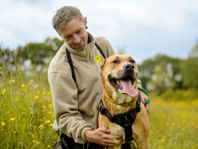 Dior | Retriever (Labrador) Cross | Kenilworth (West Midlands) - 5