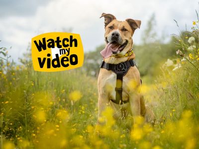 Dior | Retriever (Labrador) Cross | Kenilworth (West Midlands) - 4