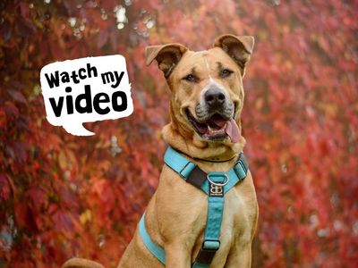Dior | Retriever (Labrador) Cross | Kenilworth (West Midlands) - 4