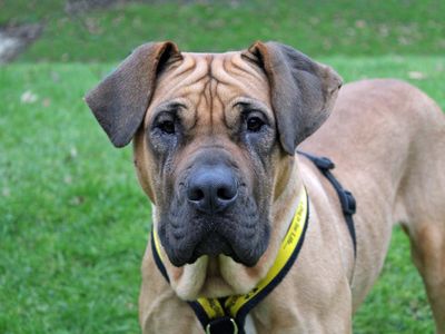 Skylar | Mastiff Cross | Merseyside (Liverpool) - 4