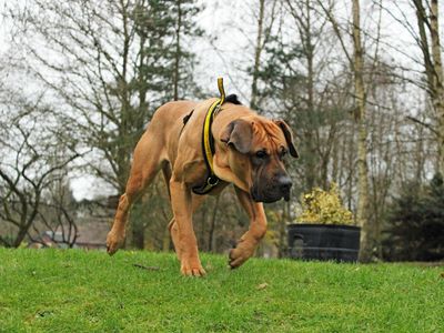 Skylar | Mastiff Cross | Merseyside (Liverpool) - 5