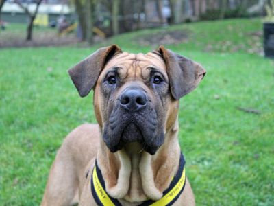 Skylar | Mastiff Cross | Merseyside (Liverpool) - 3