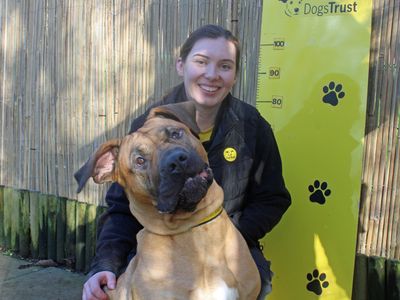 Skylar | Mastiff Cross | Merseyside (Liverpool) - 2