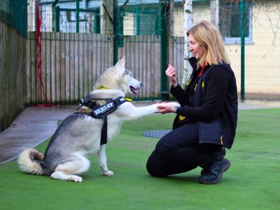 Zeus | Siberian Husky | Manchester - 2
