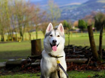 Zeus | Siberian Husky | Manchester - 5
