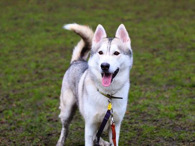 Zeus | Siberian Husky | Manchester - 3