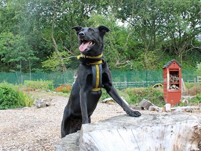 Nala | German Shepherd Dog Cross | Merseyside (Liverpool) - 4