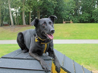 Nala | German Shepherd Dog Cross | Merseyside (Liverpool) - 2
