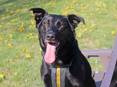 Nala | German Shepherd Dog Cross | Merseyside (Liverpool) - 2