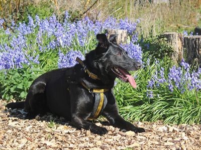 Nala | German Shepherd Dog Cross | Merseyside (Liverpool) - 4