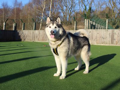 Leo | Alaskan Malamute | Glasgow - 5