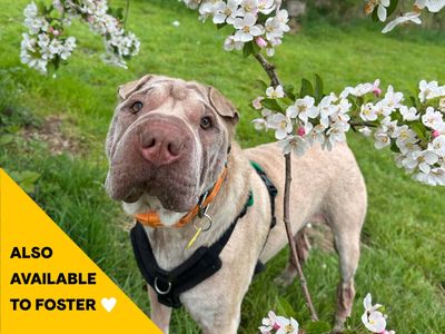 Chappo | Shar Pei | Newbury (Berkshire) - 5