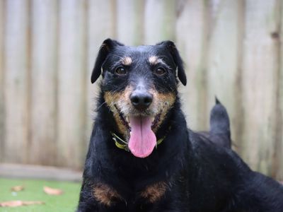 Rizzler | Terrier (Lakeland) | Darlington - 3