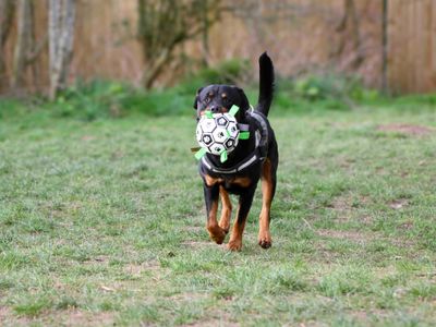 Chief | Rottweiler | Darlington - 3