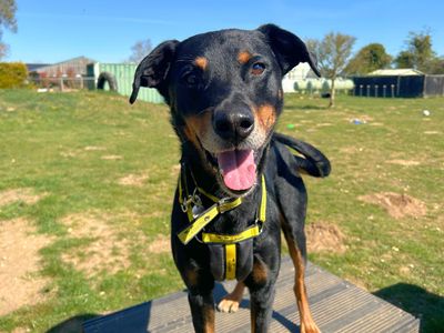 Brock | Huntaway (New Zealand Hunting Dog) Cross | Snetterton (Norfolk) - 3