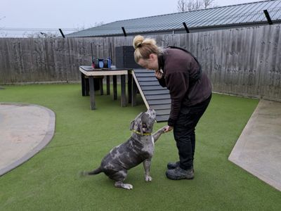 Gigi | American Bully Pocket | Evesham (Worcestershire) - 5