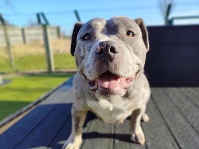 Gigi | American Bully Pocket | Evesham (Worcestershire) - 3