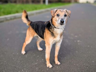 Cheddar | Terrier (Jack Russell) Cross | Cardiff - 3