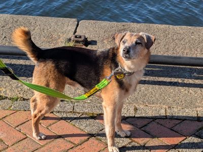 Cheddar | Terrier (Jack Russell) Cross | Cardiff - 5