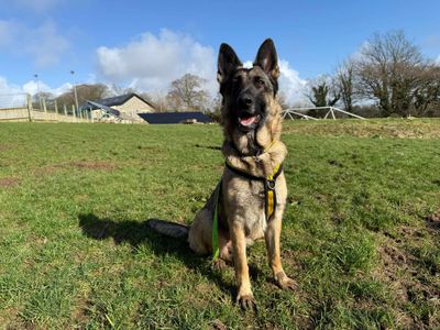 Heidi | German Shepherd Dog | Bridgend (Wales) - 2