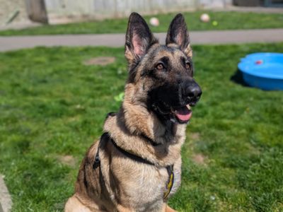 Heidi | German Shepherd Dog | Bridgend (Wales) - 3