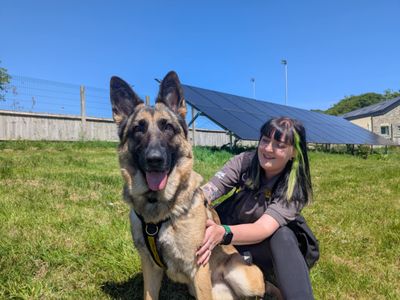 Heidi | German Shepherd Dog | Bridgend (Wales) - 3