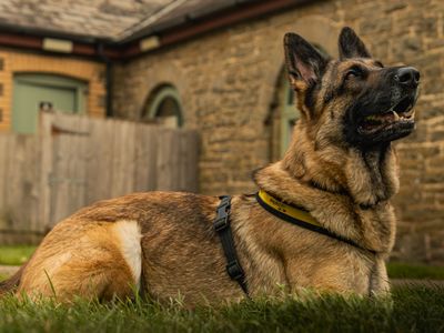 Heidi | German Shepherd Dog | Bridgend (Wales) - 5