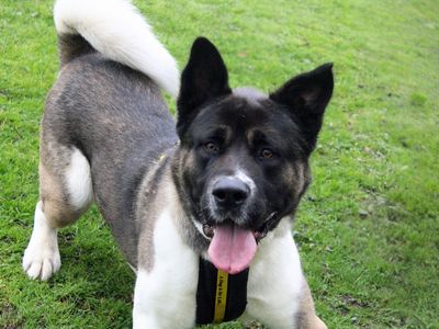 Zac | Akita | Merseyside (Liverpool) - 1