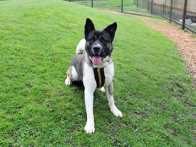 Yoshi | Akita | Merseyside (Liverpool) - 5