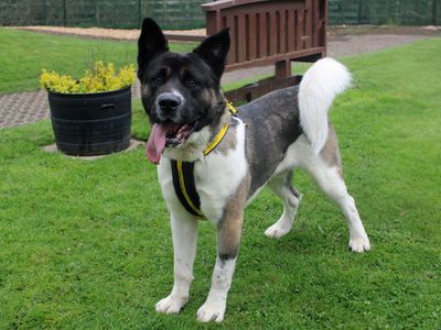 Zac | Akita | Merseyside (Liverpool) - 3
