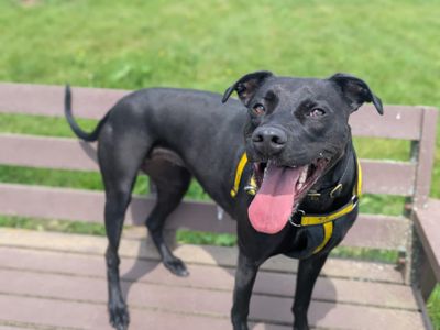 Dot | Terrier (Staffordshire Bull) Cross | Canterbury - 5