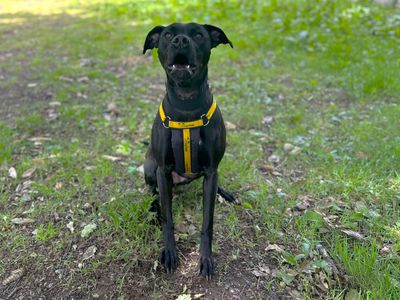 Dot | Terrier (Staffordshire Bull) Cross | Canterbury - 3