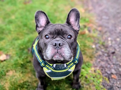 Diesel | French Bulldog Cross | Cardiff - 3