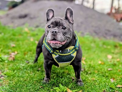 Diesel | French Bulldog Cross | Cardiff - 5