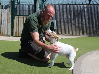 Ginny | Terrier (Parson Russell) | Evesham (Worcestershire) - 2