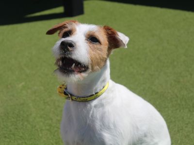 Ginny | Terrier (Parson Russell) | Evesham (Worcestershire) - 3