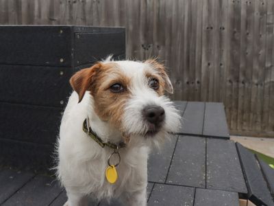 Ginny | Terrier (Parson Russell) | Evesham (Worcestershire) - 3