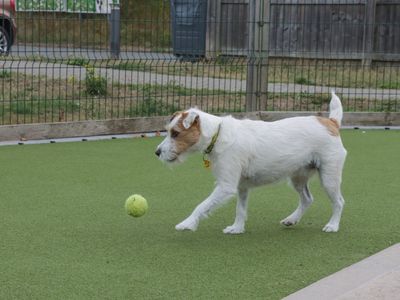 Ginny | Terrier (Parson Russell) | Evesham (Worcestershire) - 5