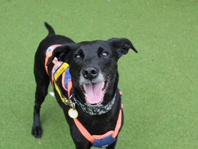 Violet | Collie (Border) Cross | Glasgow - 5