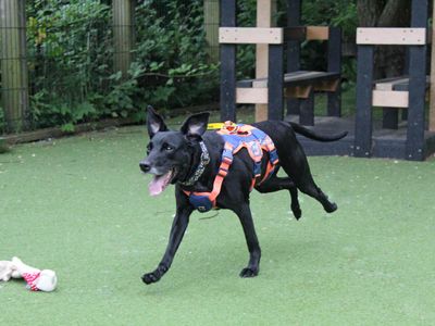 Violet | Collie (Border) Cross | Glasgow - 3