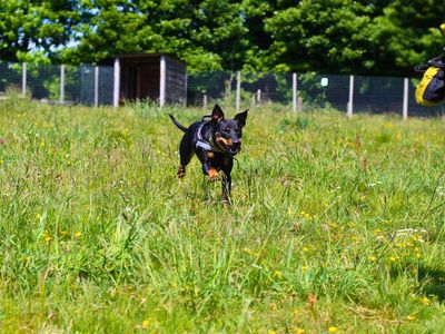 Clyde | Crossbreed | Manchester - 5