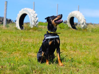 Clyde | Crossbreed | Manchester - 3