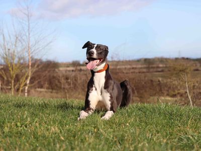 Koda | Saluki Cross | Darlington - 5