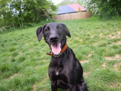 Kylo | Lurcher | Darlington - 3