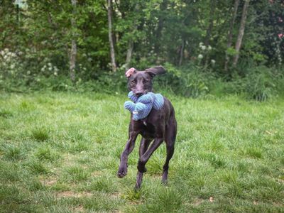 Kylo | Lurcher | Darlington - 5