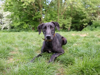 Kylo | Lurcher | Salisbury (Wiltshire) - 5