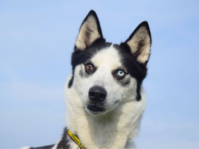 Courtney | Collie (Border) Cross | Harefield West London - 3