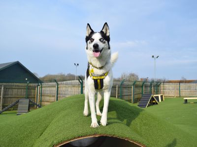 Courtney | Collie (Border) Cross | Harefield West London - 1
